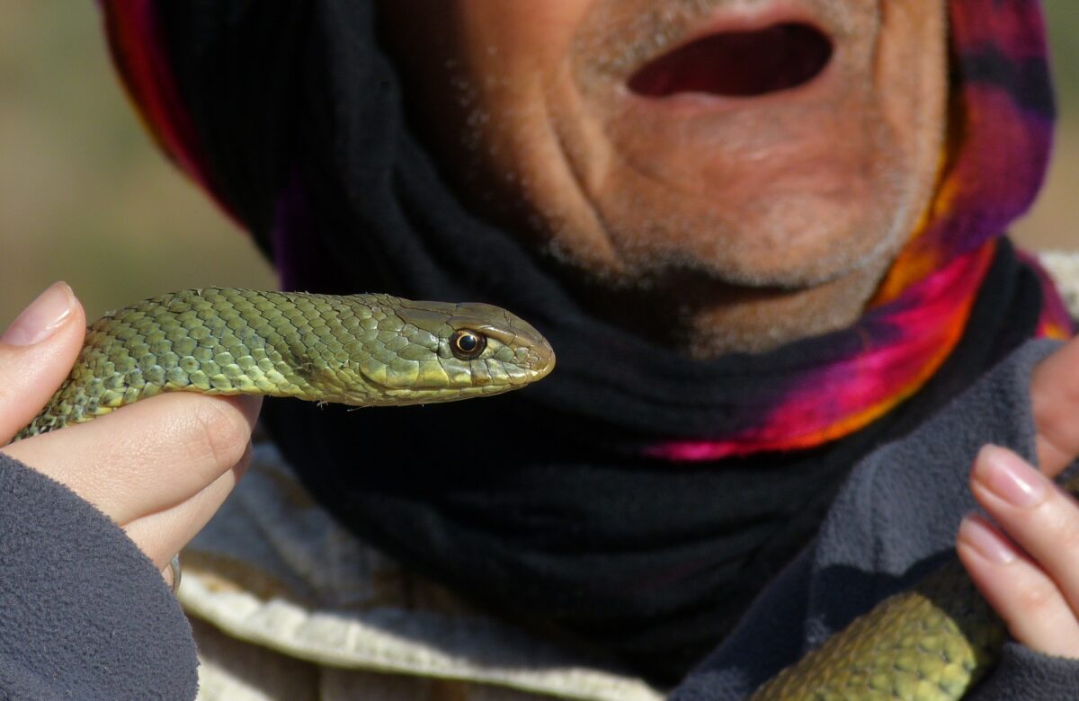 ಘೋಷಿತ ಕಾಯಿಲೆಗಳ ಪಟ್ಟಿಗೆ ಹಾವು ಕಡಿತ ಸೇರ್ಪಡೆ