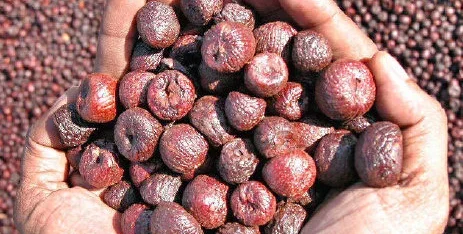 arecanut price in karnataka