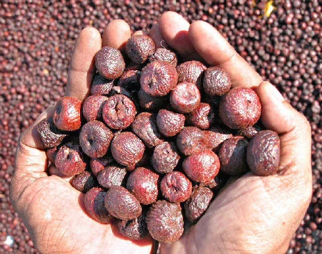 Arecanut price in karnataka: ಕರ್ನಾಟಕದಲ್ಲಿ ಅಡಿಕೆ (ಸುಪಾರಿ) ಮಾರುಕಟ್ಟೆ ಬೆಲೆಗಳು – 26 ಜೂನ್ 2025