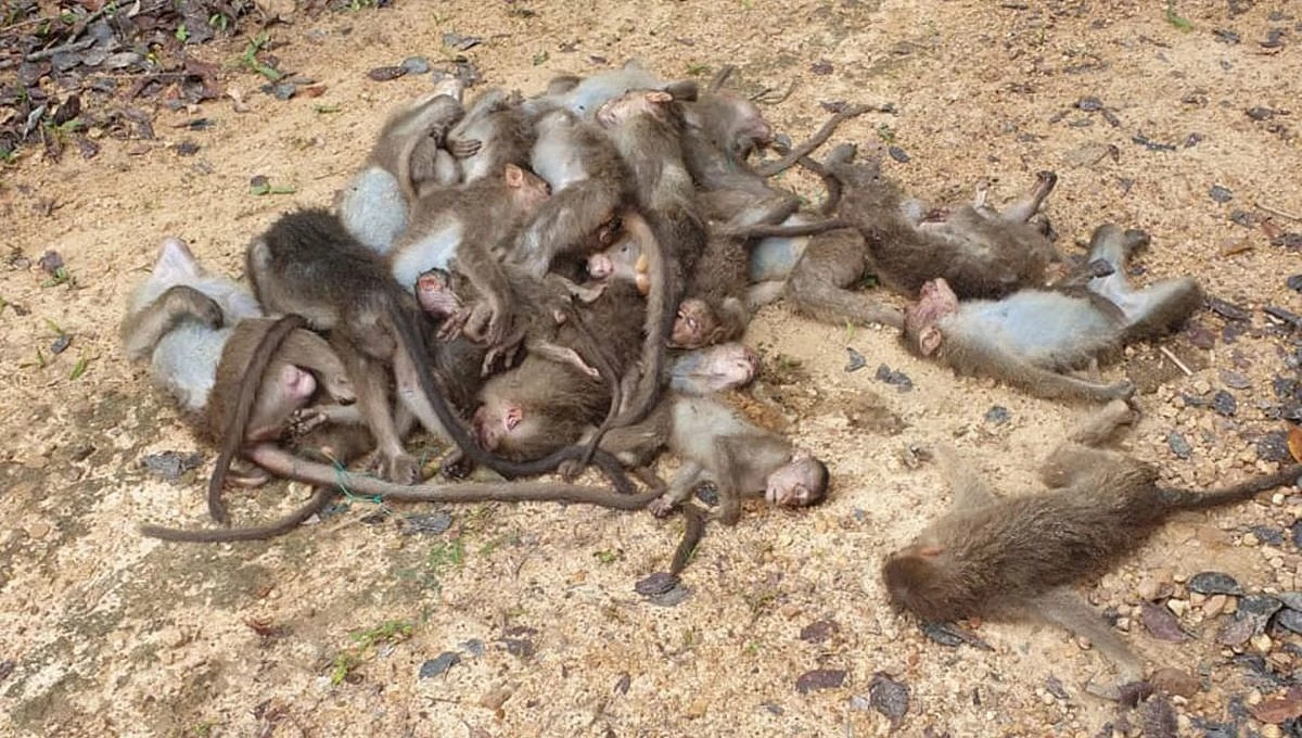  ಕೋತಿಗಳ ಮಾರಣಹೋಮ: ವಿಷಪ್ರಾಶನ ಶಂಕೆ