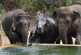 ಜಪಾನ್ ಗೆ ಪ್ರಯಾಣ ಬೆಳೆಸಲಿವೆ ಮೂರು ಆನೆಗಳು: ಬನ್ನೇರುಘಟ್ಟದಲ್ಲಿ ಇಂದು ಬೀಳ್ಕೊಡುಗೆ: