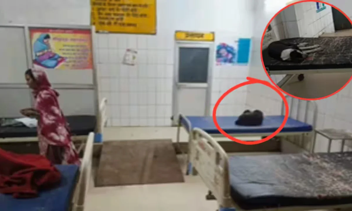 ಆಸ್ಪತ್ರೆ ಒಳಗೆ ನಾಯಿಗಳ ಕಾಟ: ರಕ್ತದ ಚೀಲ ಹಿಡಿದು ಓಡಾಡುವ ನಾಯಿಗಳ ಕಂಡು ಬೆಚ್ಚಿದ ರೋಗಿಗಳು