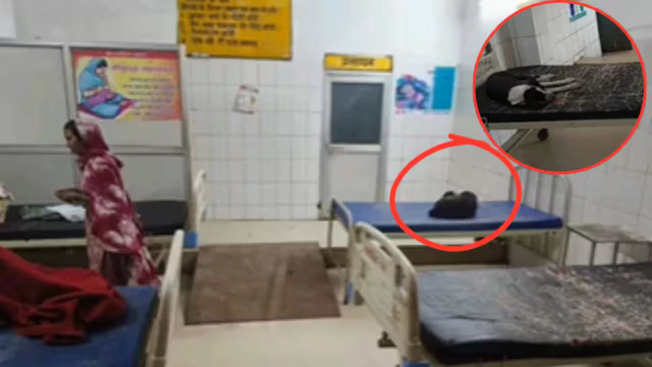  ಆಸ್ಪತ್ರೆ ಒಳಗೆ ನಾಯಿಗಳ ಕಾಟ: ರಕ್ತದ ಚೀಲ ಹಿಡಿದು ಓಡಾಡುವ ನಾಯಿಗಳ ಕಂಡು ಬೆಚ್ಚಿದ ರೋಗಿಗಳು
