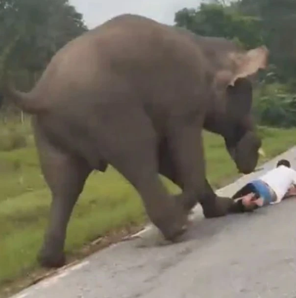 ಸೆಲ್ಪಿ ಕ್ಲಿಕ್ಕಿಸಿಕೊಳ್ಳಲು ಹೋದ ಪ್ರವಾಸಿಗನನ್ನು ಅಟ್ಟಾಡಿಸಿ ತುಳಿದ ಕಾಡಾನೆ